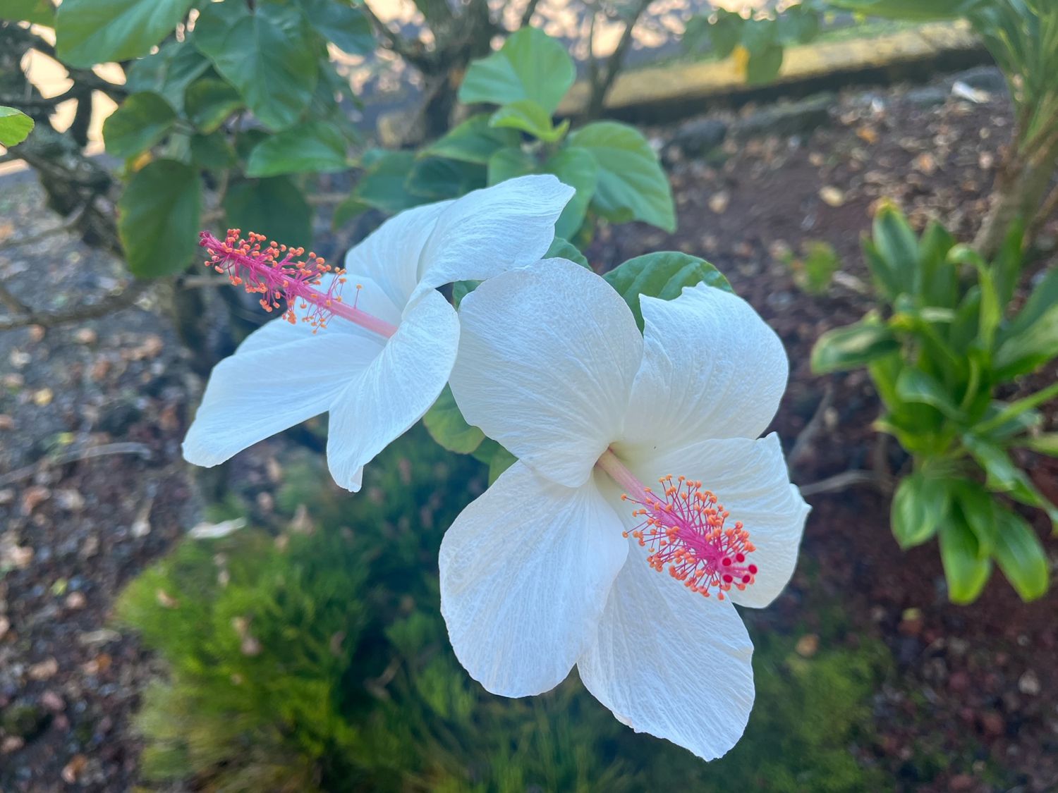 white hibiscus