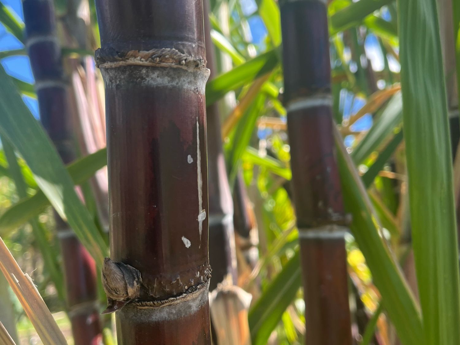 cane stalk