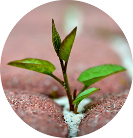 sapling