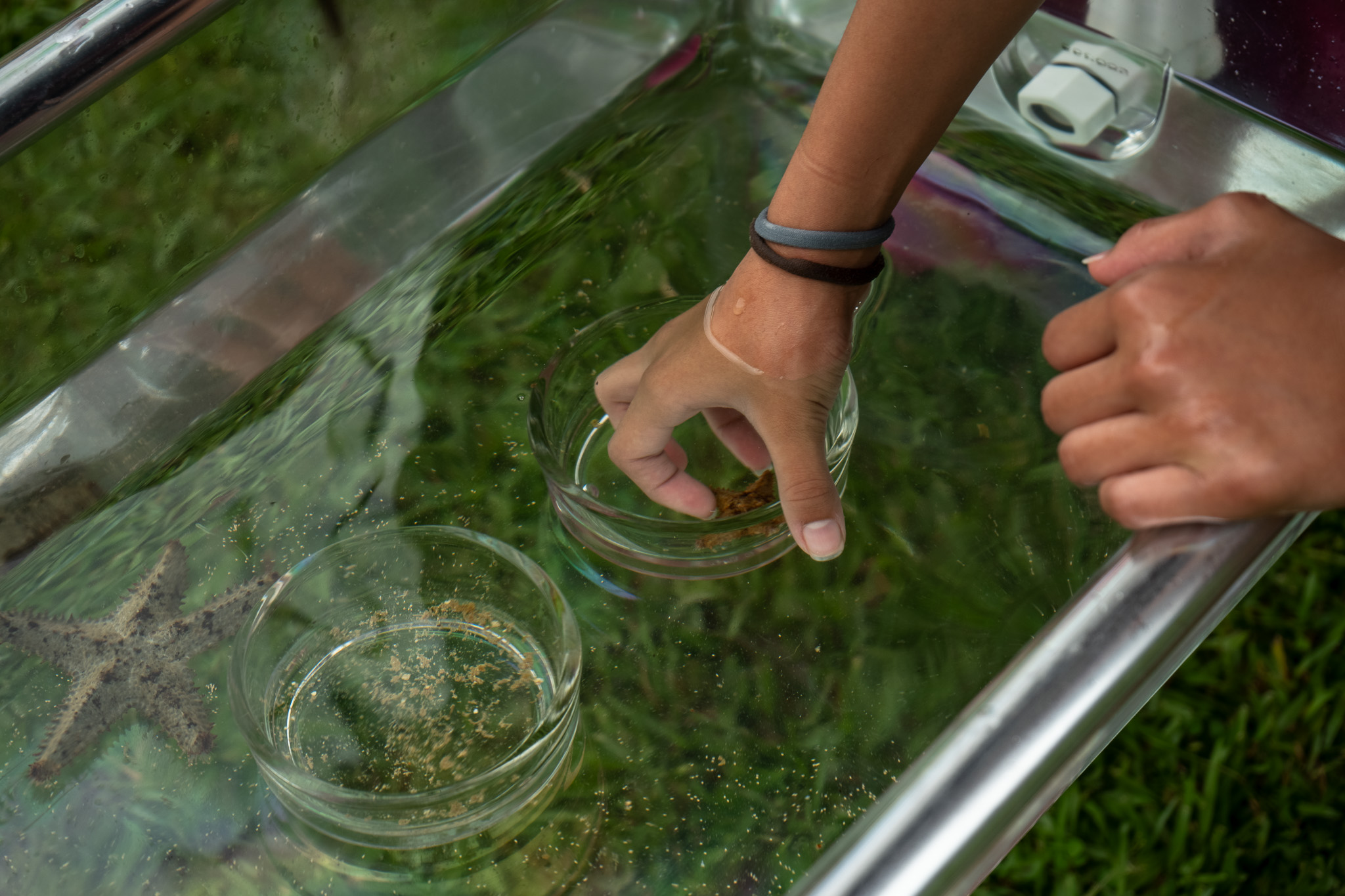 Community Member Picking up star fish