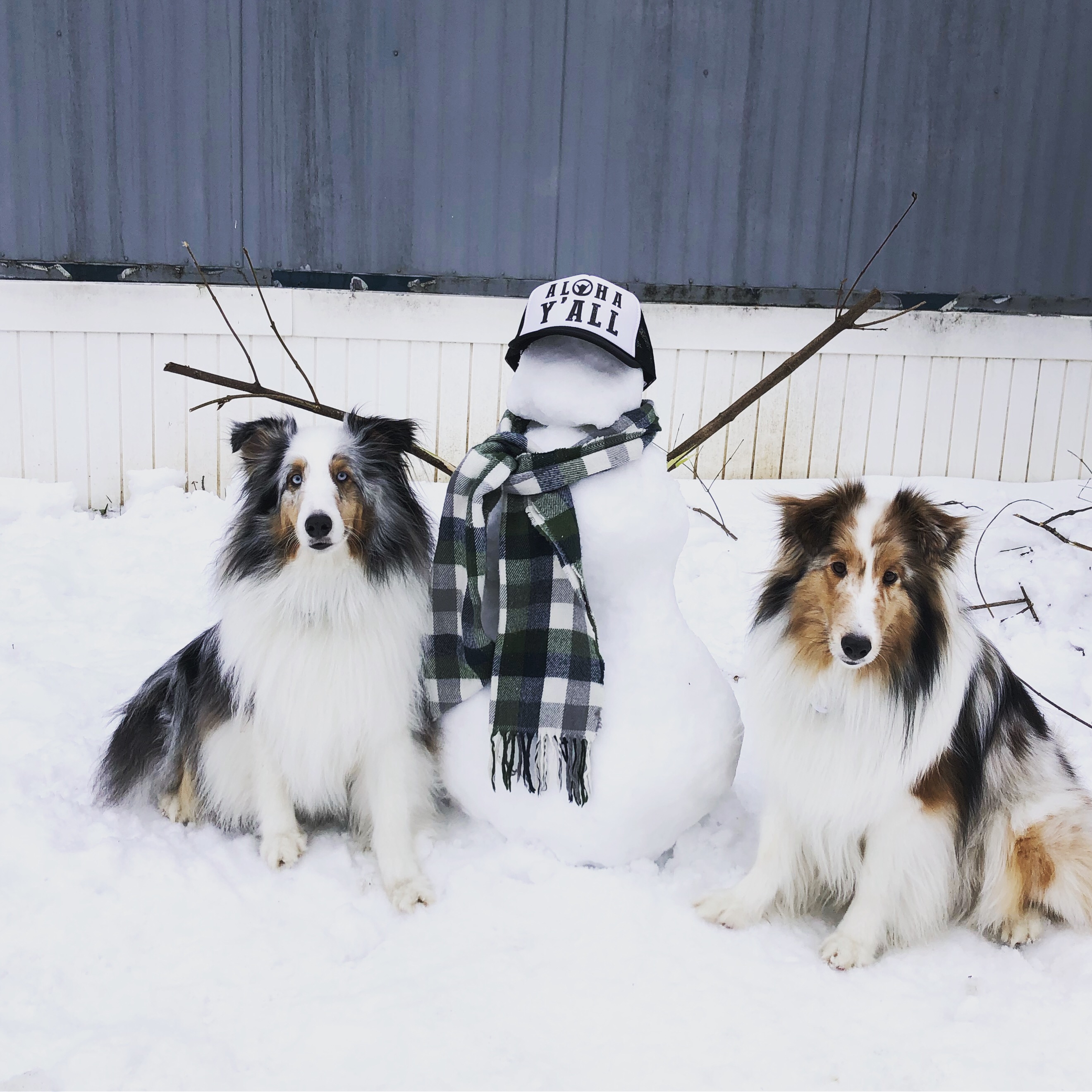 dogs and snowman