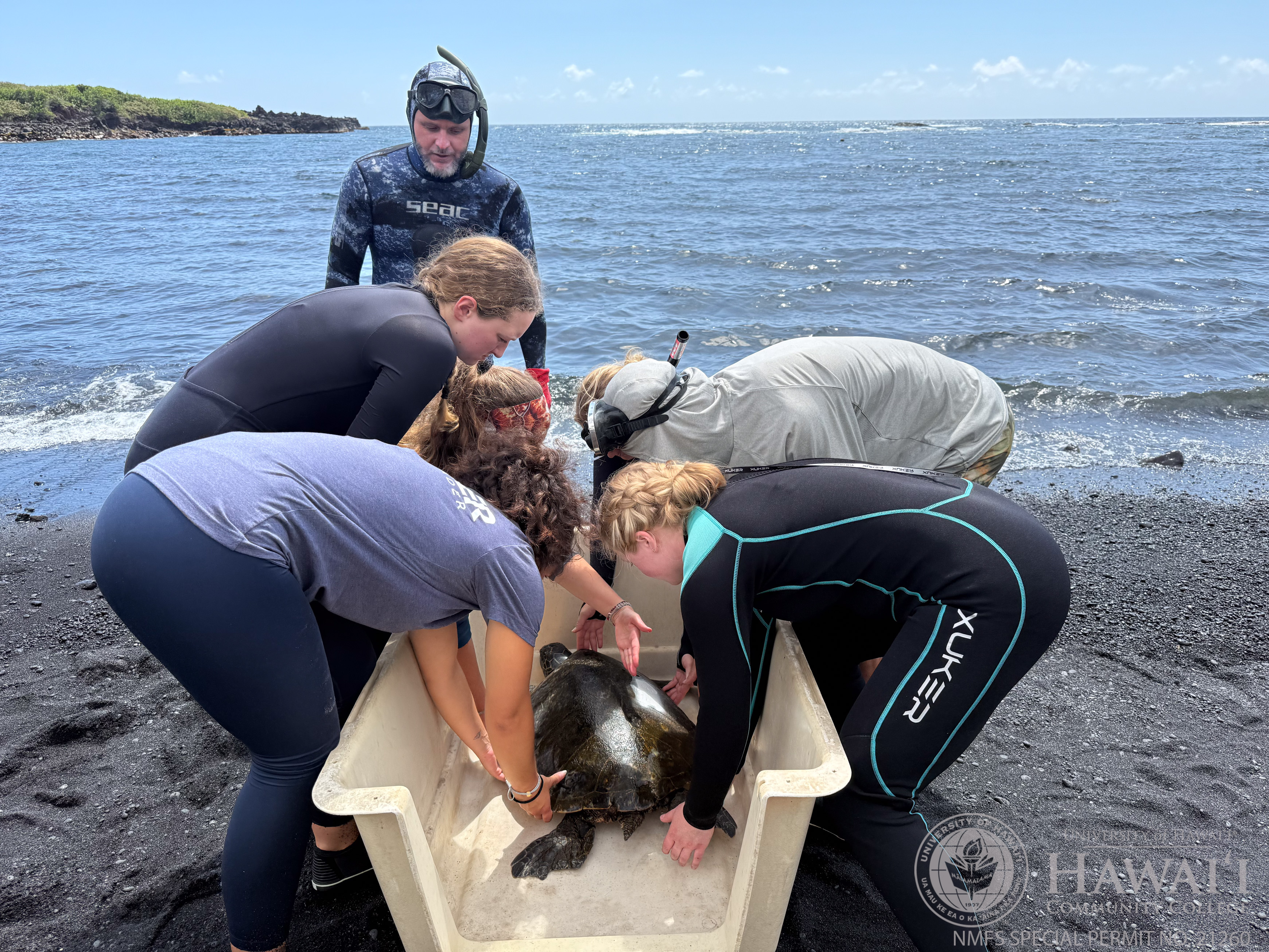 Punalu‘u Black Sand Beach is the largest and longest-running database worldwide on green sea turtles.