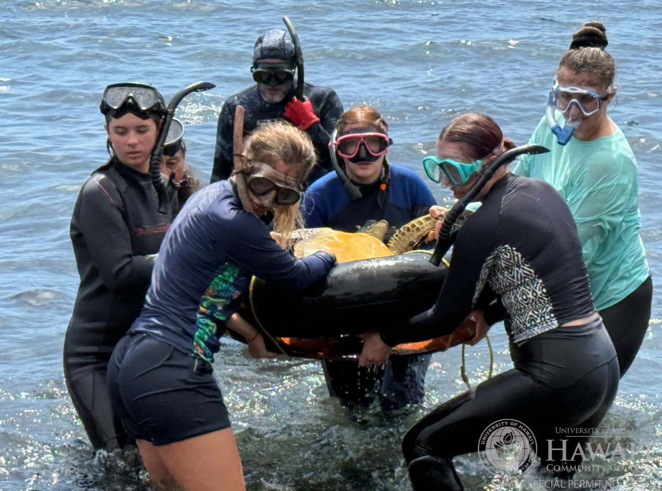 Students safely hand-capture green sea turtles, conduct health evaluations, measure and weigh them, and tag for future identification.