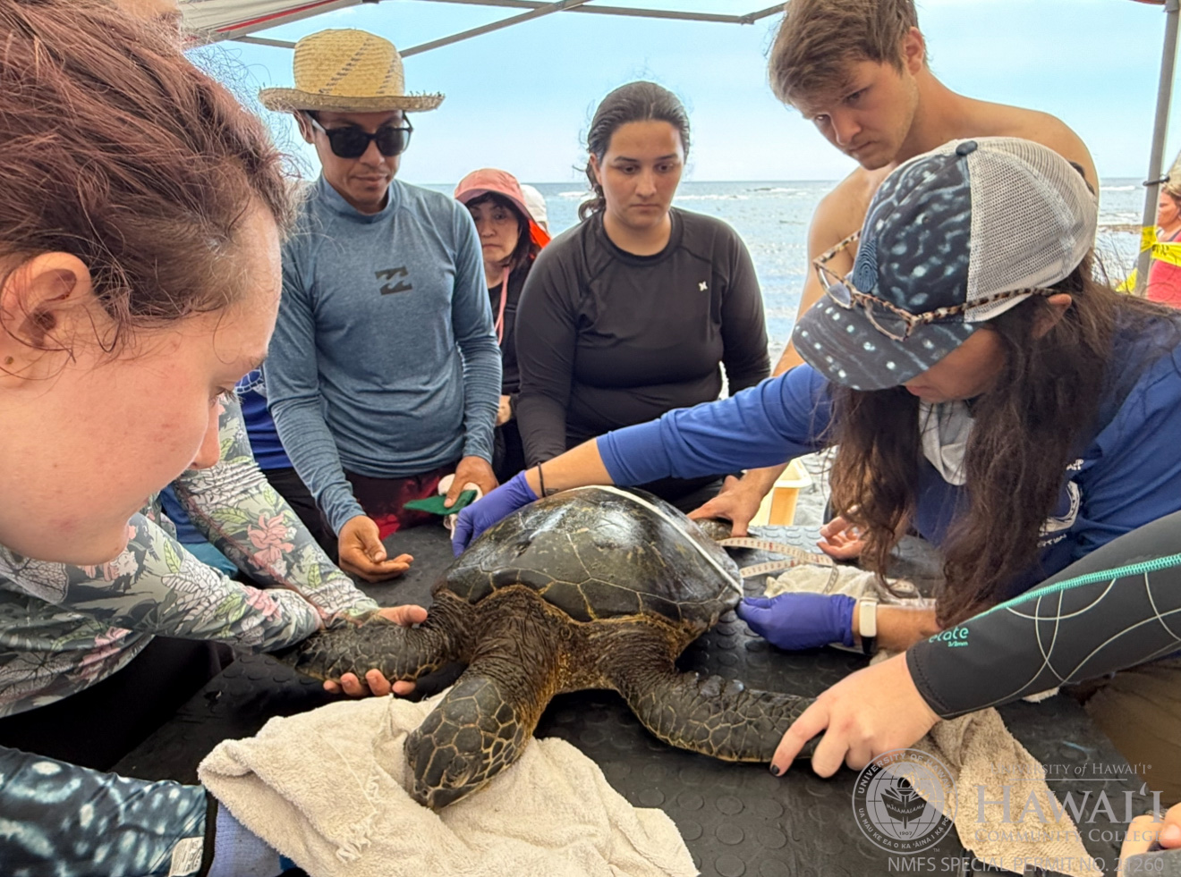 Students from all majors can tailor MOP to their interests, whether it’s traditional marine biology or Hawaiian culture.