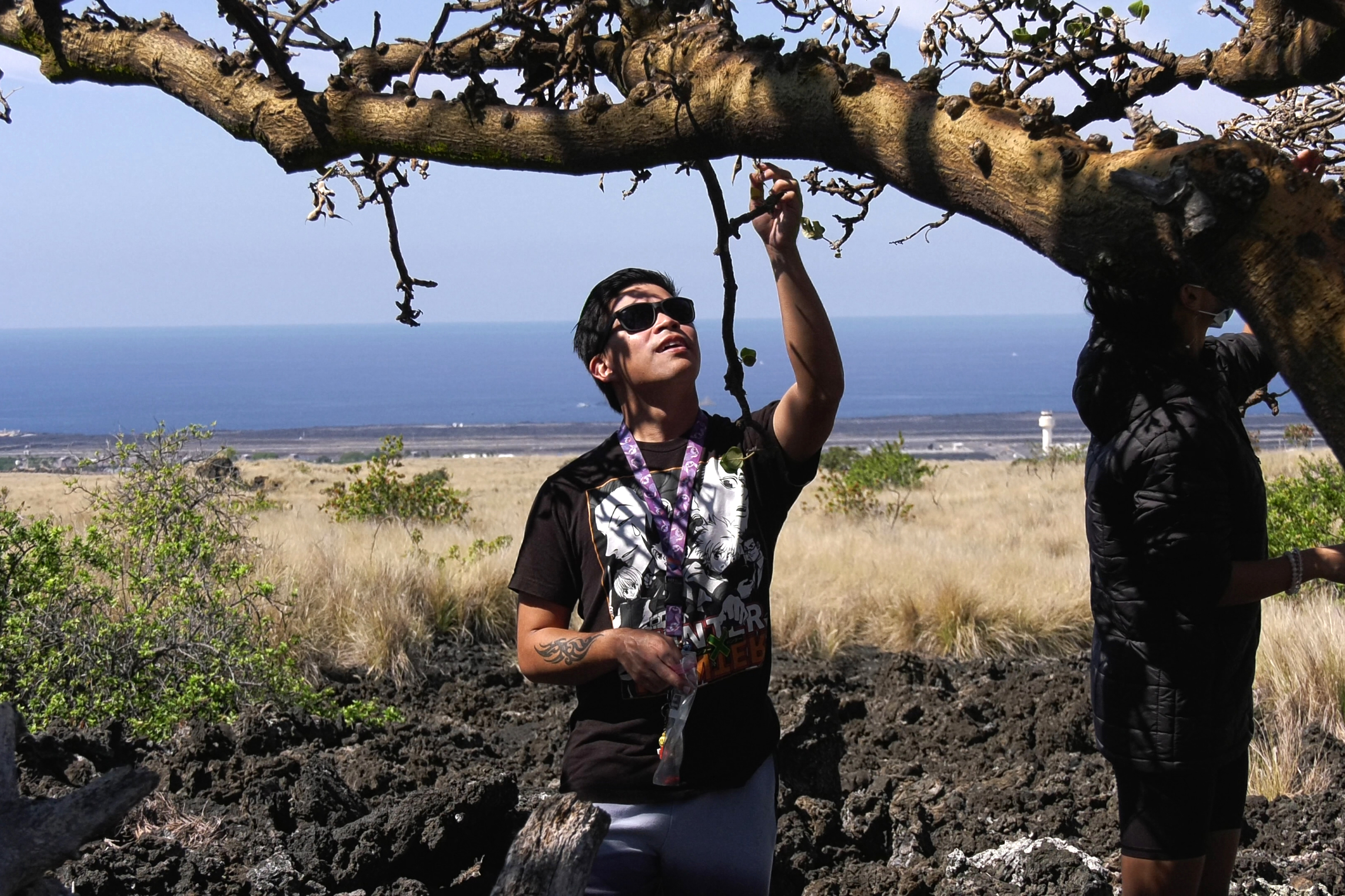 Hawai'i Community College – Pālamanui student Vinny Cervantes-Bautista gathers seeds from a wiliwili tree during a class excursion to the Pālamanui Campus Preserve during a class excursion November 9.  