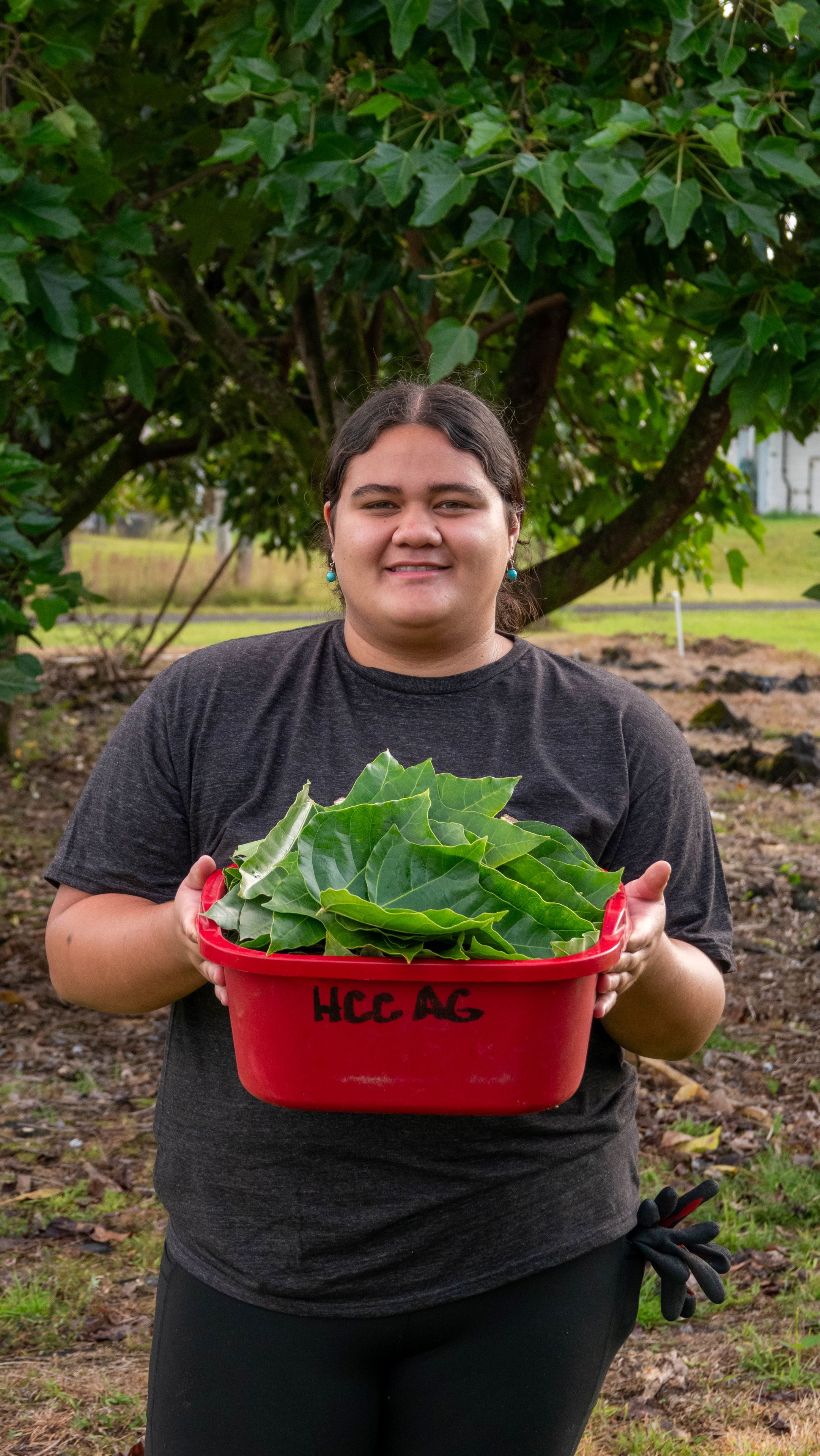 Olena Hovey collects kukui leaves from the Hawai‘i CC farm to make into fermented plant juice.