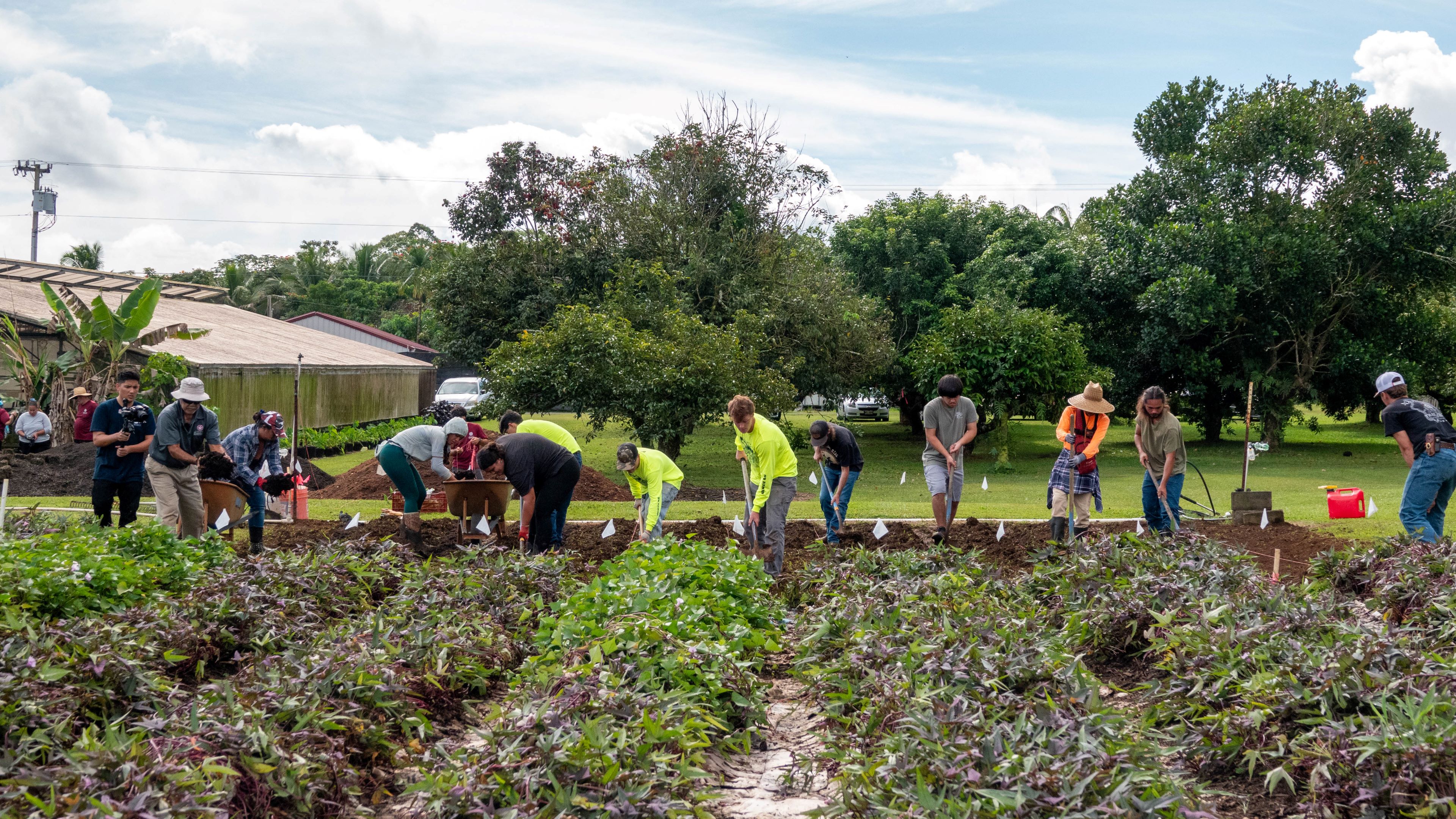 Hawai‘i CC Agriculture Program students prep the plot by leveling the field, digging trenches and filling with mulch for kalo planting.