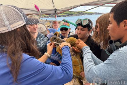 The highlight of MOP’s first year has been the Hilo Sea Turtle Health and Population Assessment Program.
