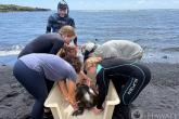 Punalu‘u Black Sand Beach is the largest and longest-running database worldwide on green sea turtles.