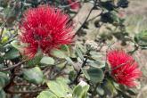 ohia